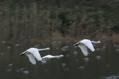 2006羽田沼の白鳥